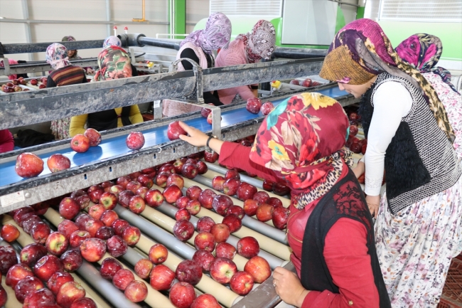 Organik mumlanan elmaların yeni rotası Uzak Doğu